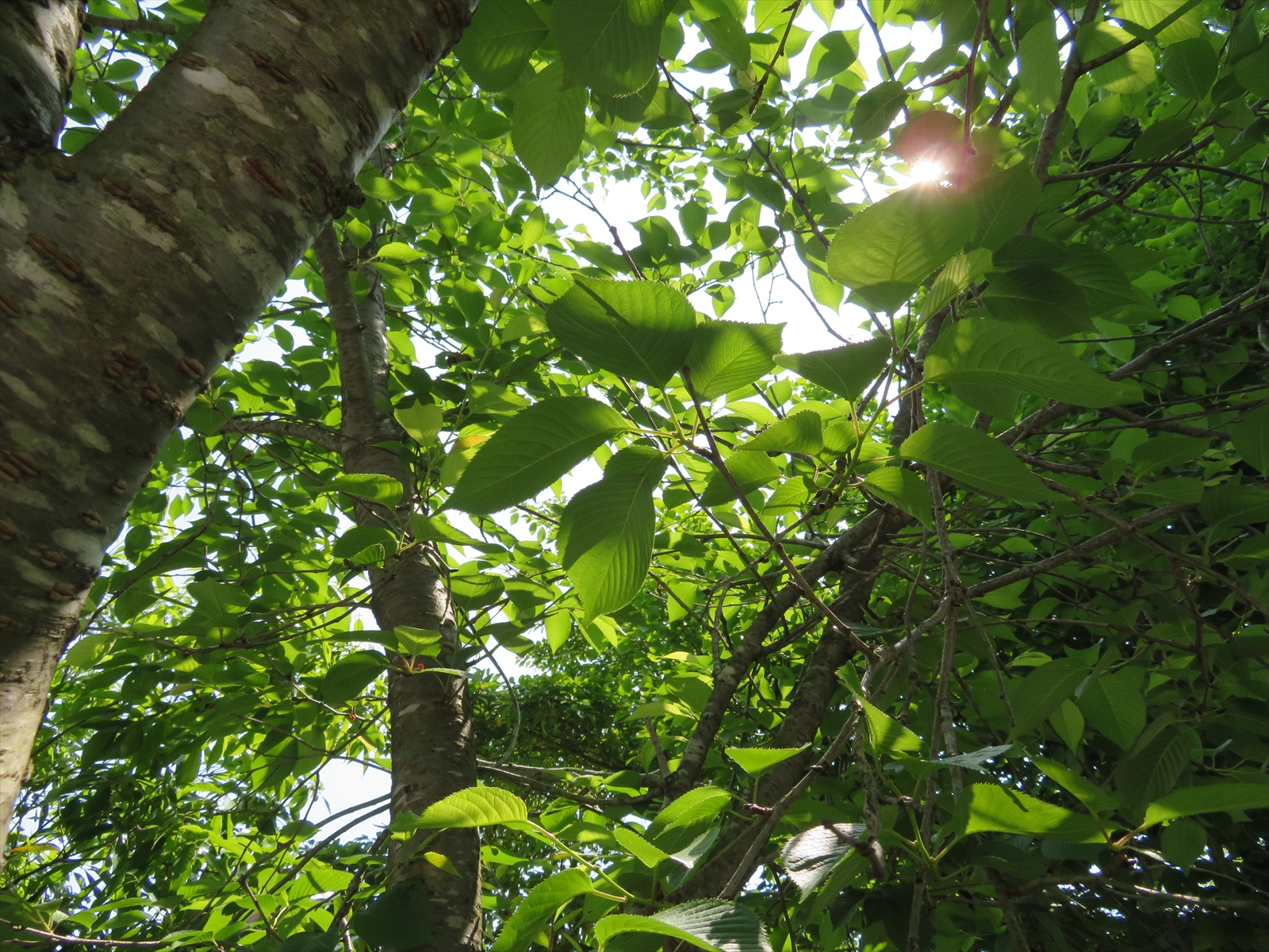 batterychangeIMG_0020